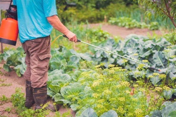 白菜病害症状,幼苗根部发黑、叶片呈水浸状一般是患有黑腐病