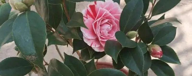 茶花为什么开一半就萎蔫，大多是空气干燥、花蕾较多、缺少光照等因素引起