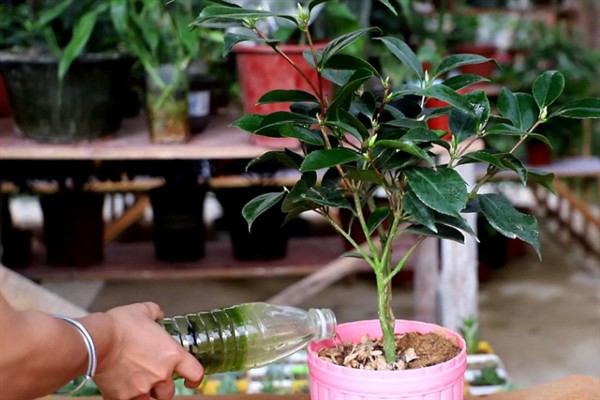 茶花为什么开一半就萎蔫，大多是空气干燥、花蕾较多、缺少光照等因素引起