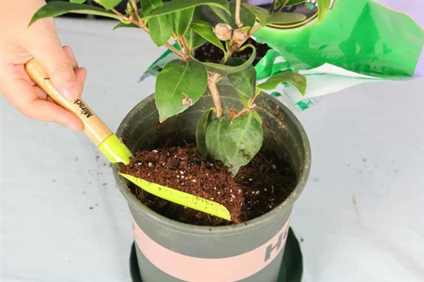 茶花为什么开一半就萎蔫，大多是空气干燥、花蕾较多、缺少光照等因素引起