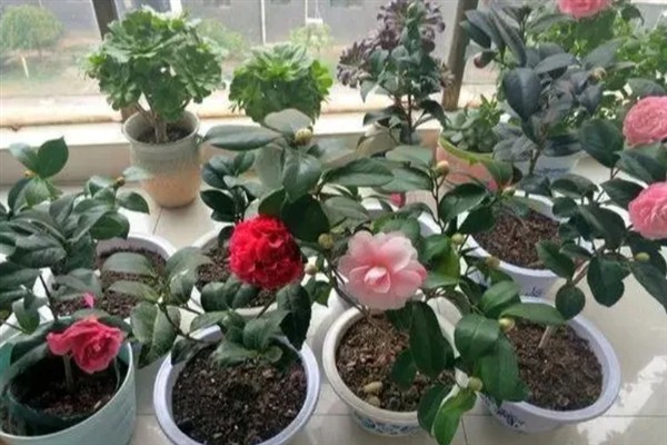 茶花为什么开一半就萎蔫，大多是空气干燥、花蕾较多、缺少光照等因素引起