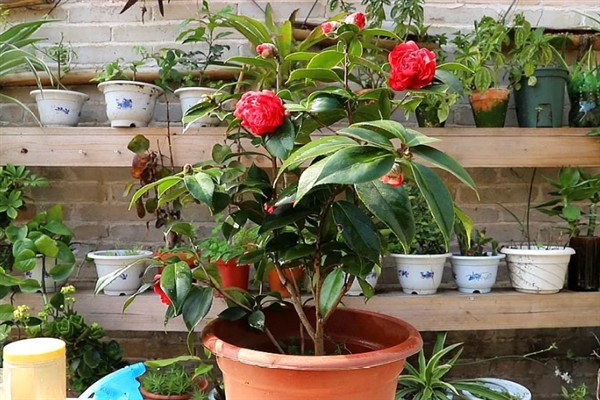 茶花为什么开一半就萎蔫，大多是空气干燥、花蕾较多、缺少光照等因素引起