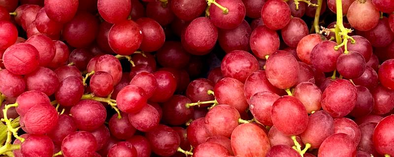 浪漫红颜葡萄品种简介,是一种无核葡萄新品种