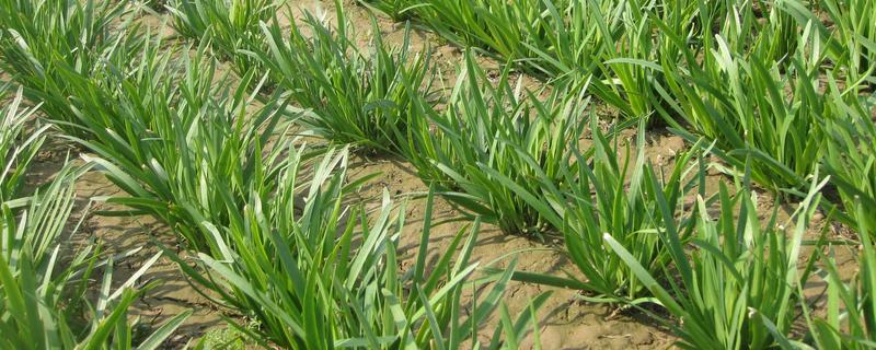 韭菜过冬什么时间不再割，在秋末冬初时期不再割