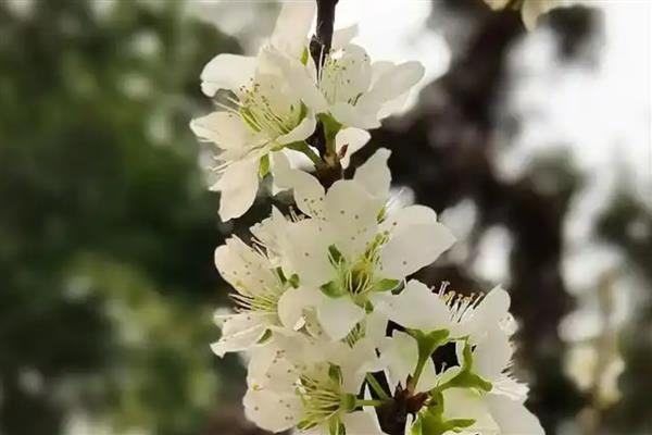 李花的开放时间，南方地区常在3月份开放