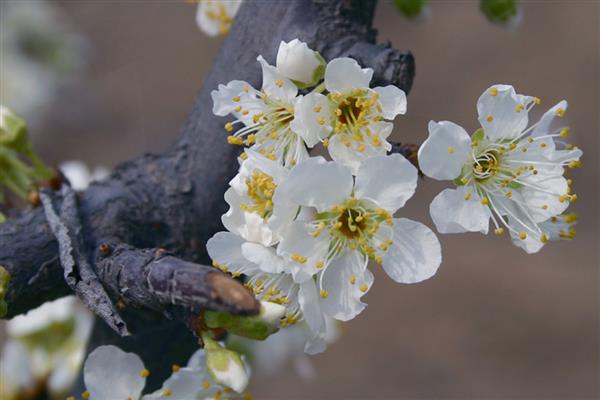 李花的开放时间，南方地区常在3月份开放