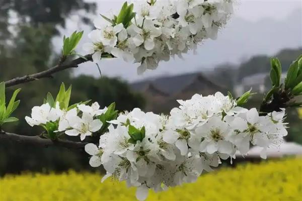李花的开放时间，南方地区常在3月份开放