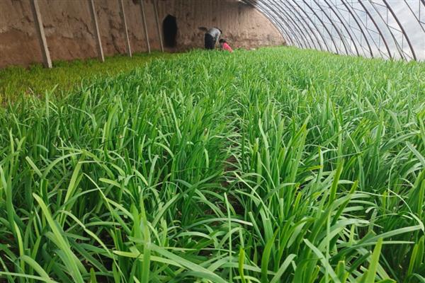 韭菜过冬什么时间不再割，在秋末冬初时期不再割