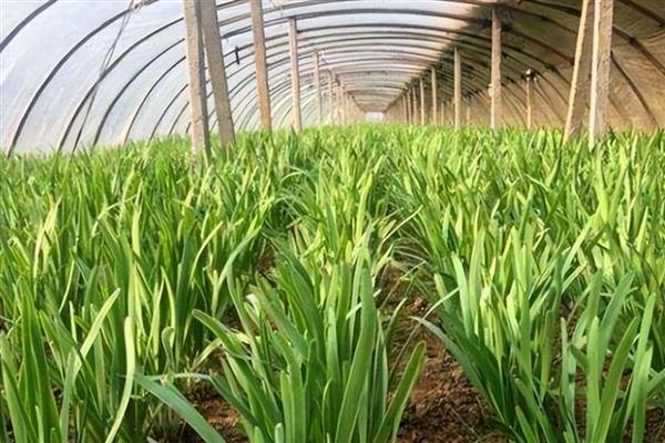 韭菜过冬什么时间不再割，在秋末冬初时期不再割