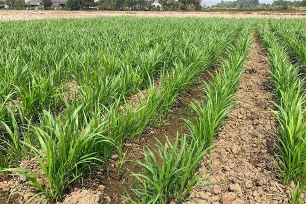 韭菜过冬什么时间不再割，在秋末冬初时期不再割