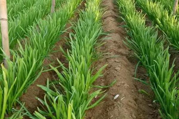 韭菜过冬什么时间不再割，在秋末冬初时期不再割