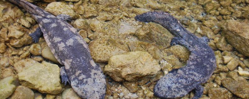 娃娃鱼简介，学名叫做大鲵