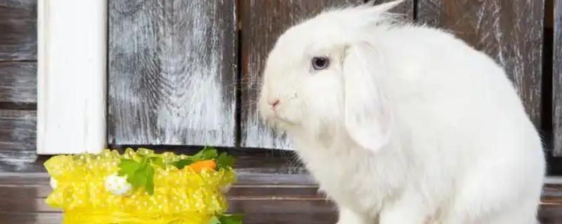 兔子口炎的症状，会出现牙龈红肿、口腔水泡等