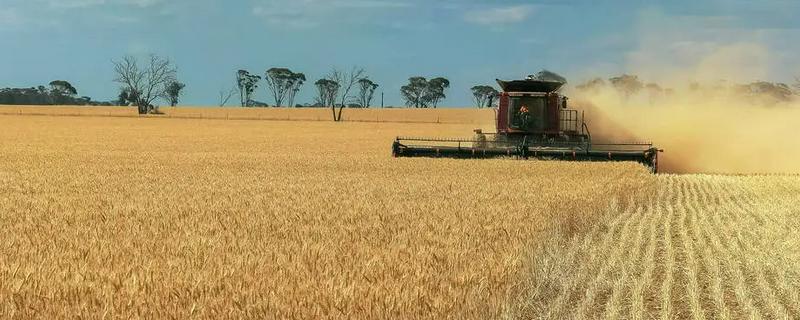 澳大利亚种植的是春小麦吗,是冬小麦