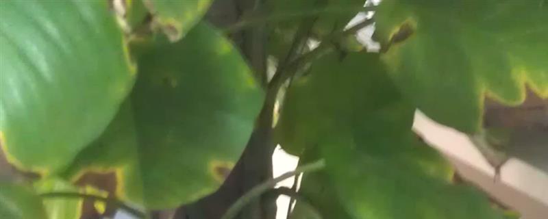 绿萝叶片发黑的原因，一般是阳光强烈、温度过低等因素所致