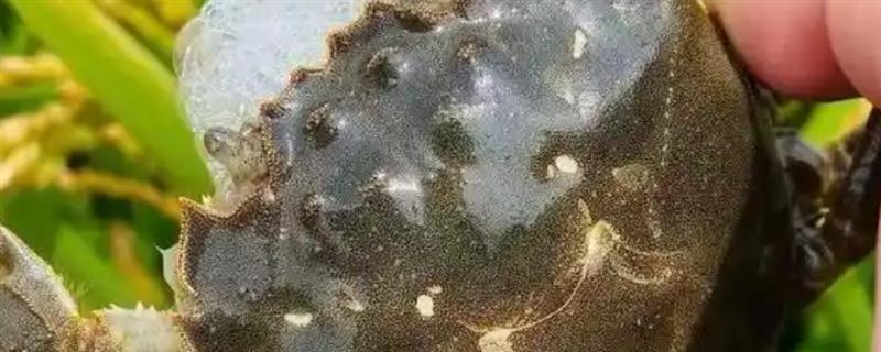 农村河沟中的螃蟹属于哪个品种，大多为河蟹或溪蟹