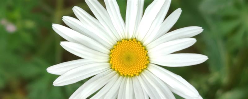 冬天可以种雏菊吗，不建议在冬天种植