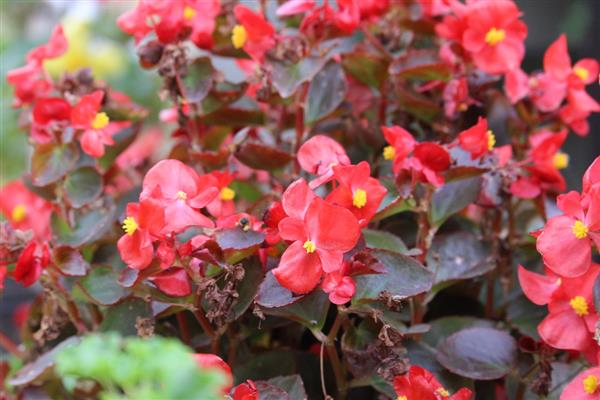 四季海棠可以常年开花吗，可以常年开花