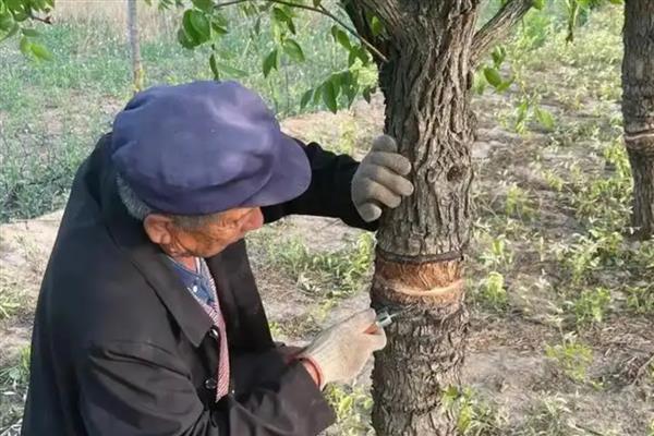 枣树龟蜡蚧怎么防治，冬季要剪除有虫枝条并集中烧毁