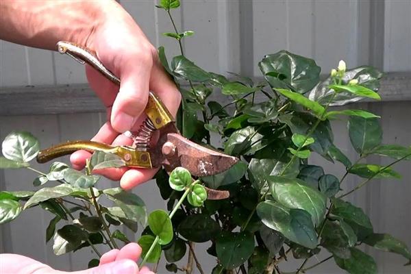 苿莉怎么养才可以开更多的花