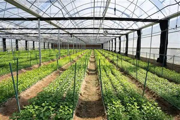 冬天可以种雏菊吗，不建议在冬天种植