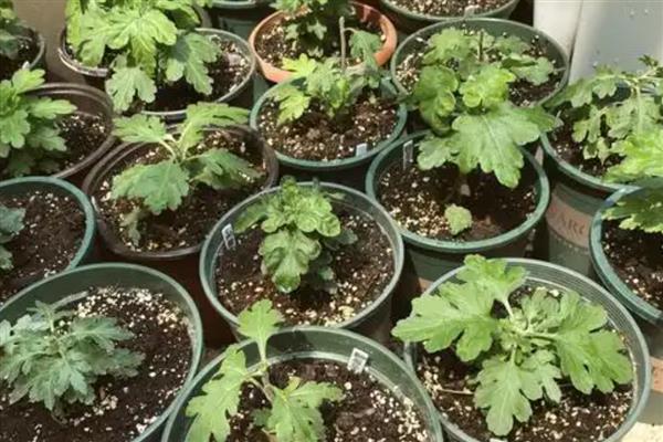 冬天可以种雏菊吗，不建议在冬天种植