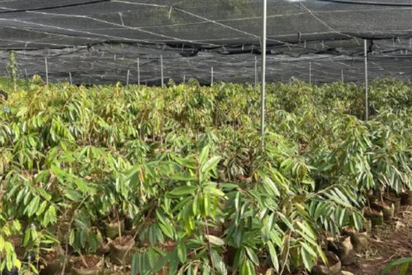 榴莲树的过冬方法，将温度保持在22-30℃