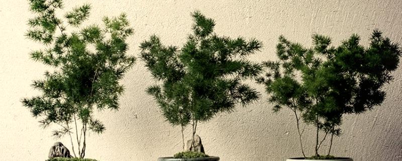 冬季在室内怎么养殖蓬莱松，适宜生长在温暖的环境中