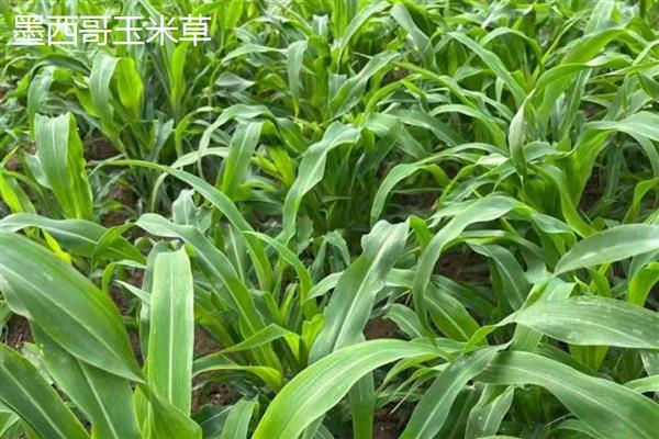 养羊种植哪些牧草，常见的有黑麦草、墨西哥玉米草等