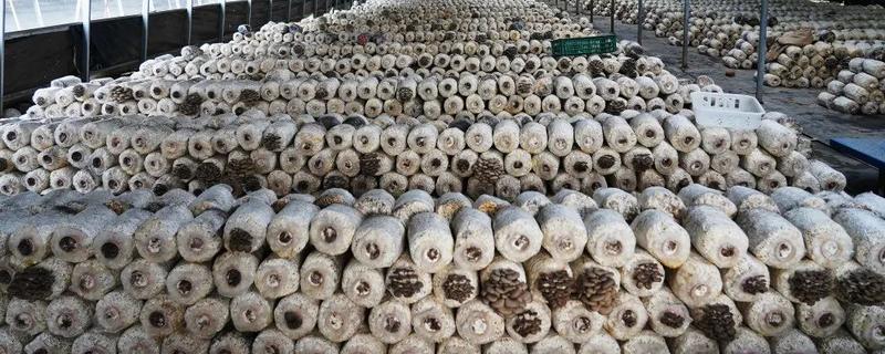 5000袋平菇的日产量，约为300-400kg左右