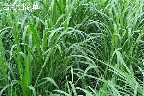 养羊种植哪些牧草，常见的有黑麦草、墨西哥玉米草等