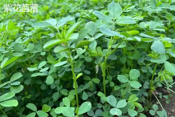 养羊种植哪些牧草，常见的有黑麦草、墨西哥玉米草等