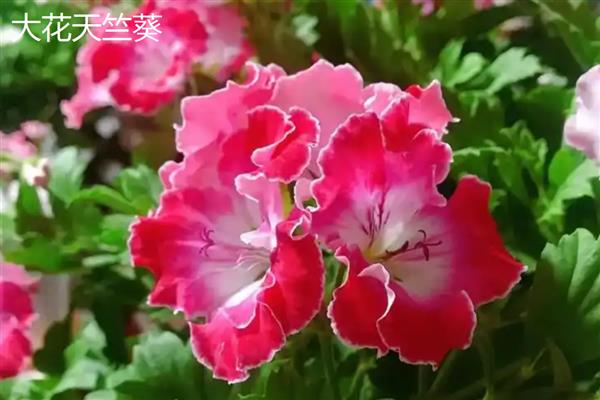 天竺葵和绣球有什么区别，外观、习性、花序均不同