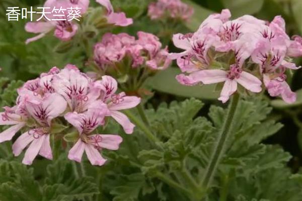 天竺葵和绣球有什么区别，外观、习性、花序均不同
