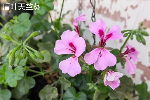 天竺葵和绣球有什么区别，外观、习性、花序均不同