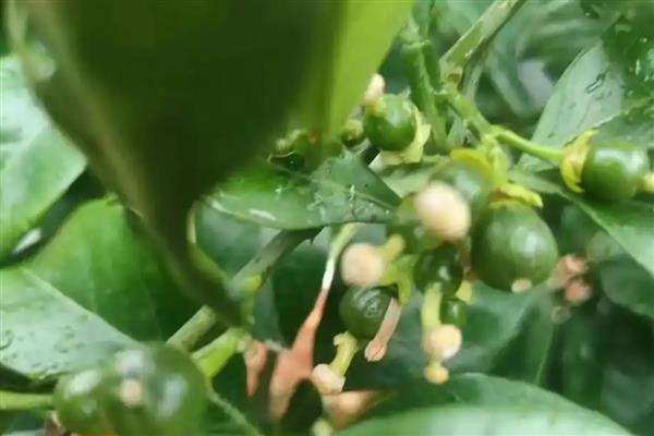 烟蒂泡水能不能防治花卉上的虫子，对蚜虫、蚧壳虫、红蜘蛛等害虫具有防效