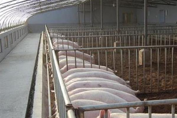 北方冬天怎么给猪圈增温，安装供暖设备可以提高温度