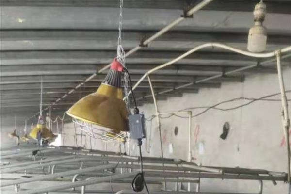 北方冬天怎么给猪圈增温，安装供暖设备可以提高温度