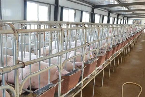 北方冬天怎么给猪圈增温，安装供暖设备可以提高温度