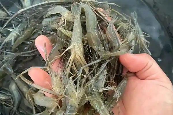 河虾和海虾有什么区别，前者呈青绿色、后者呈白色透明状