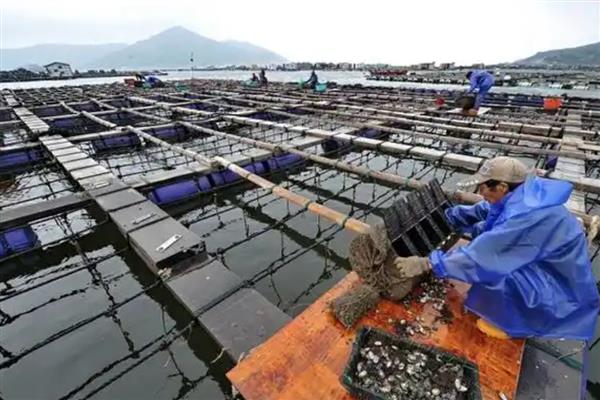 养鲍鱼的方式，可海底养殖也可筏式养殖