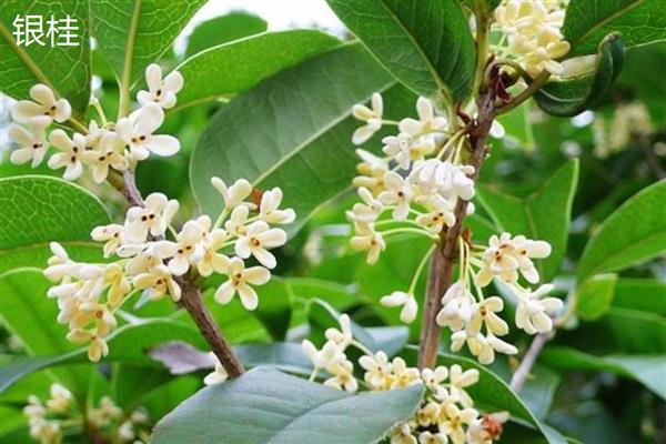 桂花的品种介绍，常见的有金桂、银桂和丹桂
