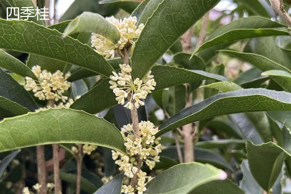 桂花的品种介绍，常见的有金桂、银桂和丹桂