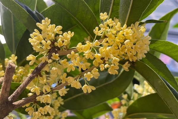 桂花的品种介绍，常见的有金桂、银桂和丹桂