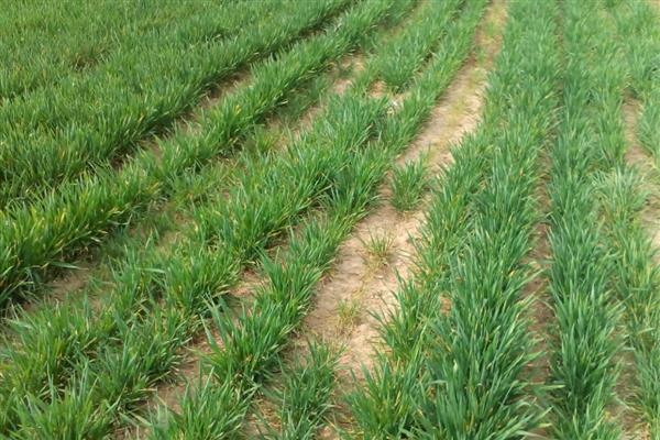 澳大利亚种植的是春小麦吗，是冬小麦