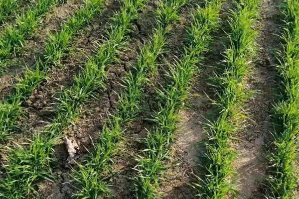 澳大利亚种植的是春小麦吗，是冬小麦