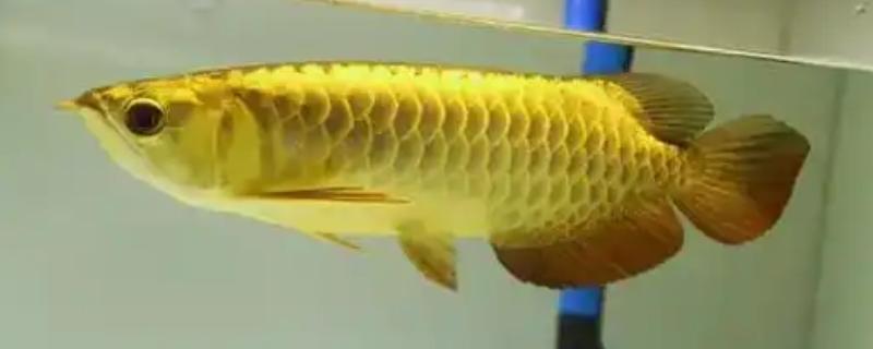 金龙鱼怎么养，换水不需要太勤