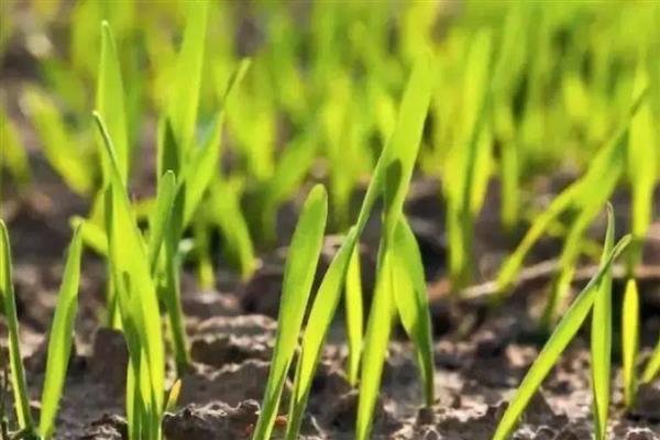 澳大利亚种植的是春小麦吗，是冬小麦