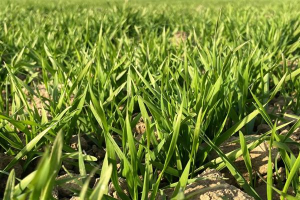 澳大利亚种植的是春小麦吗，是冬小麦