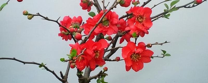 日本海棠的养殖方法，适合生长在肥沃的环境中